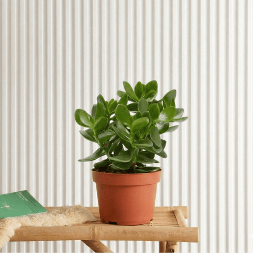 Crassula Ovata (Dollar Plant, Jade Plant, Money Tree) | Dubai's Popular Houseplant! - Greensouq - 