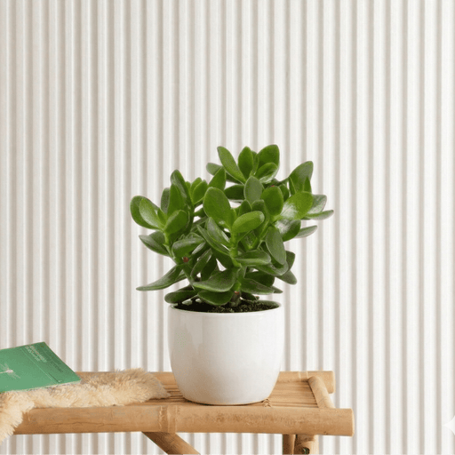 Crassula Ovata (Dollar Plant, Jade Plant, Money Tree) | Dubai's Popular Houseplant! - Greensouq - 
