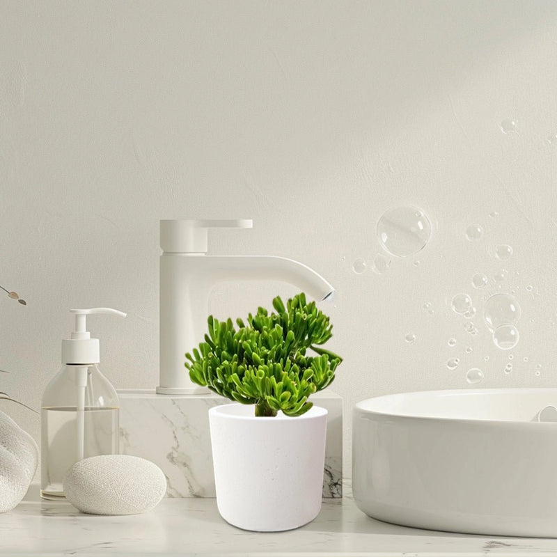Crassula Ovata ‘Hobbit' - Greensouq - 
