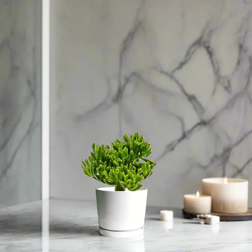 Crassula Ovata ‘Hobbit' - Greensouq - 