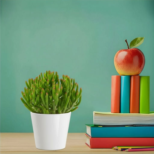 Crassula Ovata ‘Hobbit' - Greensouq - 