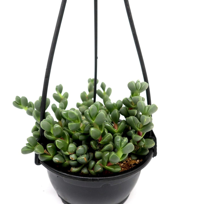 Crassula Rupestris Hanging | Rosary Vine Succulent Plant - Greensouq - 