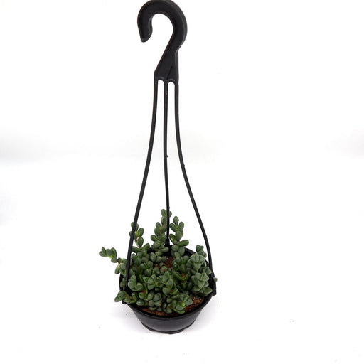 Crassula Rupestris Hanging | Rosary Vine Succulent Plant - Greensouq - 