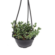 Crassula Rupestris Hanging | Rosary Vine Succulent Plant - Greensouq - 