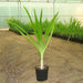 Crinum Asiaticum "Spider lily or Seashore Lily" - Greensouq - 