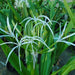 Crinum Asiaticum "Spider lily or Seashore Lily" - Greensouq - 