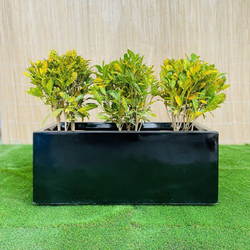 Croton Banana Trio in Rectangular Fiber Glass Planter (70x30x30cm) - Greensouq - 
