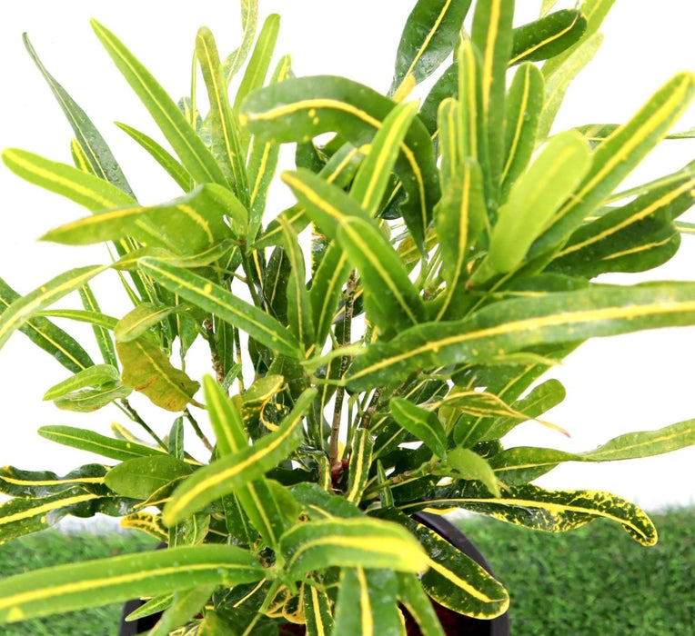 Croton Banana Yellow Plant "Indoor &amp; Outdoor" 6ltr pot - Greensouq - 