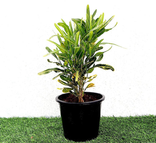 Croton Banana Yellow Plant "Indoor &amp; Outdoor" 6ltr pot - Greensouq - 