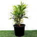Croton Banana Yellow Plant "Indoor &amp; Outdoor" 6ltr pot - Greensouq - 