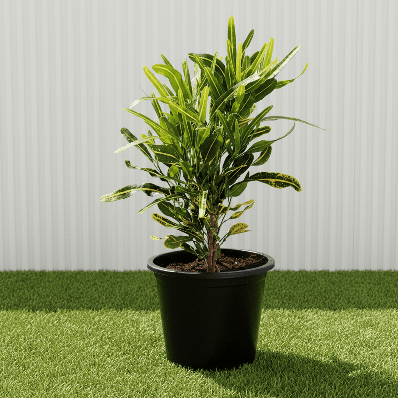 Croton Banana Yellow Plant "Indoor &amp; Outdoor" 6ltr pot - Greensouq - 