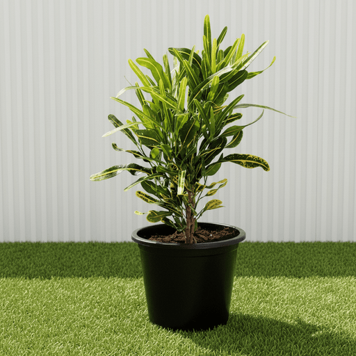 Croton Banana Yellow Plant "Indoor &amp; Outdoor" 6ltr pot - Greensouq - 