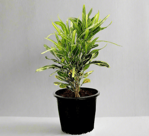 Croton Banana Yellow Plant "Indoor &amp; Outdoor" 6ltr pot - Greensouq - 