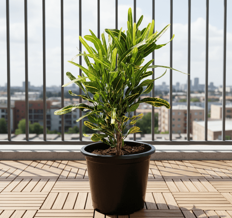 Croton Banana Yellow Plant "Indoor &amp; Outdoor" 6ltr pot - Greensouq - 