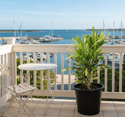 Croton Banana Yellow Plant "Indoor &amp; Outdoor" 6ltr pot - Greensouq - 