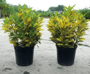 Croton Gold Dust "Codiaeum Variegated Gold Dust" 0.4 - 0.5m - Greensouq - 