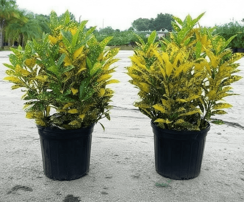 Croton Gold Dust "Codiaeum Variegated Gold Dust" 0.4 - 0.5m - Greensouq - 