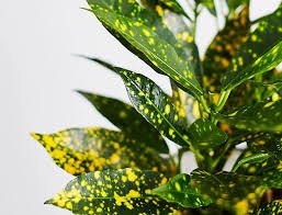 Croton Gold Dust "Codiaeum Variegated Gold Dust" 0.4 - 0.5m - Greensouq - 