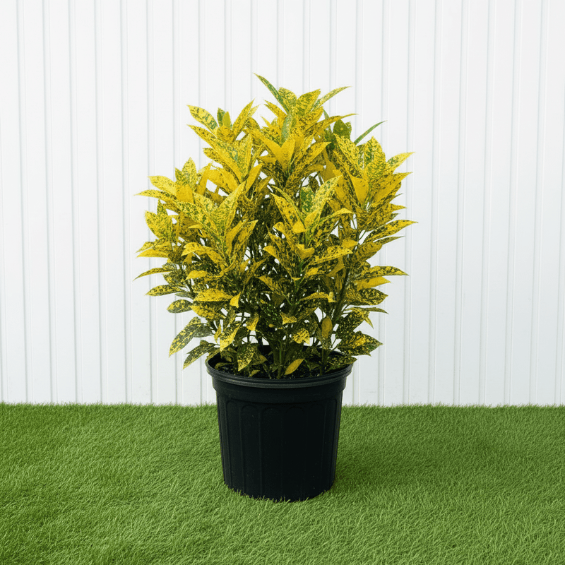 Croton Gold Dust Variegated Plant 0.4 - 0.5m | Dubai Garden Glory! - Greensouq - 