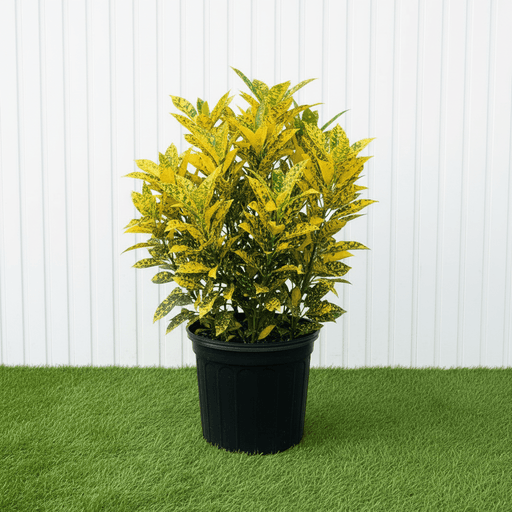 Croton Gold Dust Variegated Plant 0.4 - 0.5m | Dubai Garden Glory! - Greensouq - 