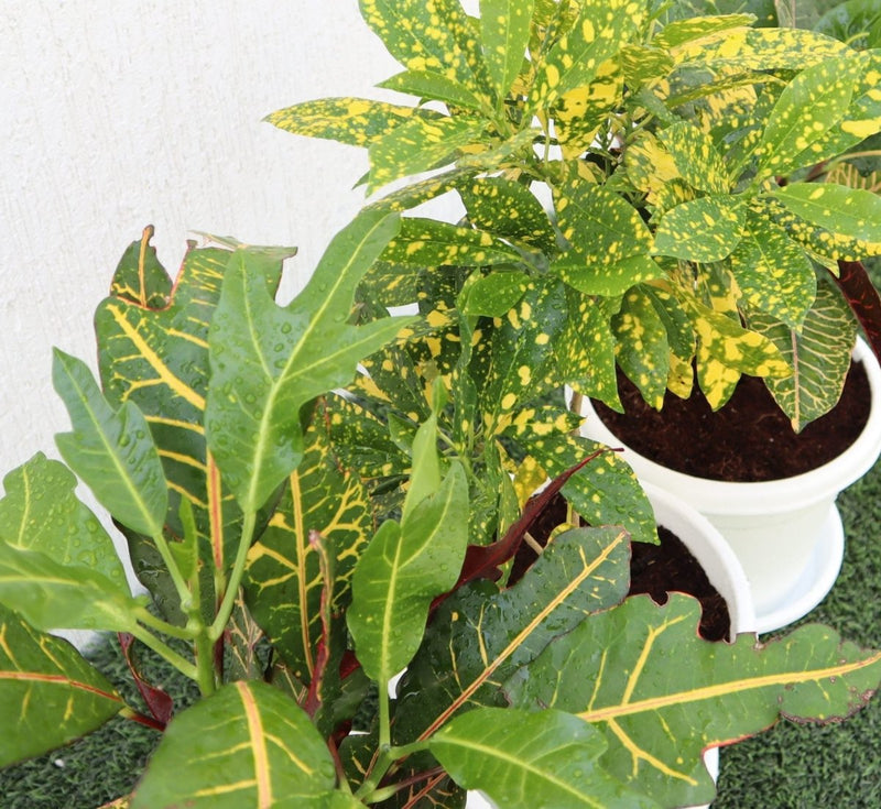 Croton Mix Plants set - Greensouq - 