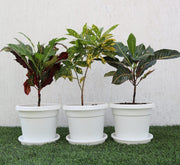 Croton Mix Plants set - Greensouq - 