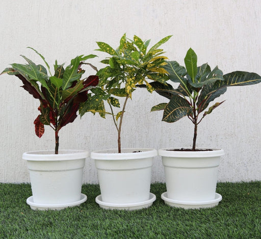 Croton Mix Plants set - Greensouq - 