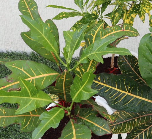 Croton Mix Plants set - Greensouq - 