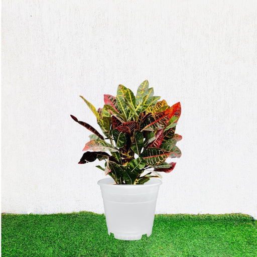 Croton Petra "Garden Croton" 40 - 60cm - Greensouq - 