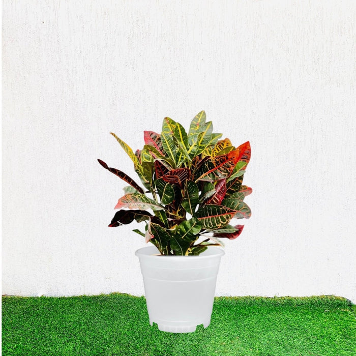 Croton Petra "Garden Croton" 40 - 60cm - Greensouq - 