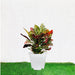 Croton Petra "Garden Croton" 40 - 60cm - Greensouq - 