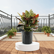 Croton Petra "Garden Croton" 40 - 60cm - Greensouq - 