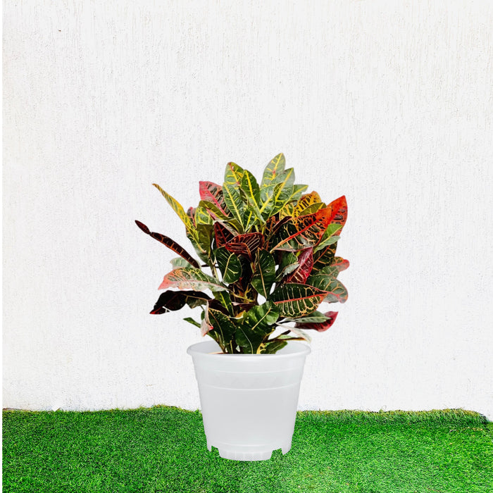 Croton Petra "Garden Croton" 40 - 60cm