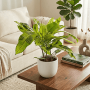 Croton Tamara (Codiaeum variegatum) - Greensouq -