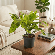Croton Tamara (Codiaeum variegatum) - Greensouq -