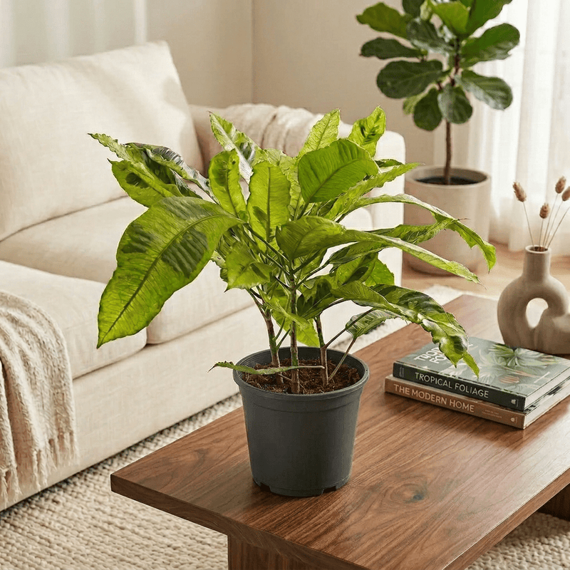 Croton Tamara (Codiaeum variegatum) - Greensouq -