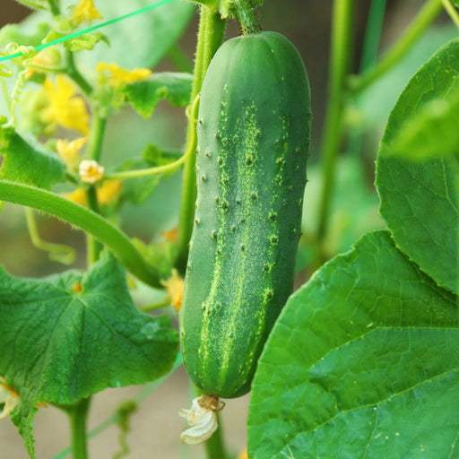 Cucumber Plant "Organic" 9cm Pot - Greensouq - 