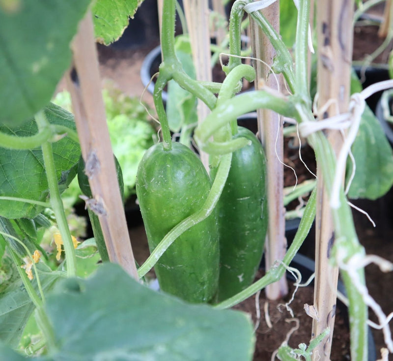 Cucumber Plant "Organic" 9cm Pot - Greensouq - 