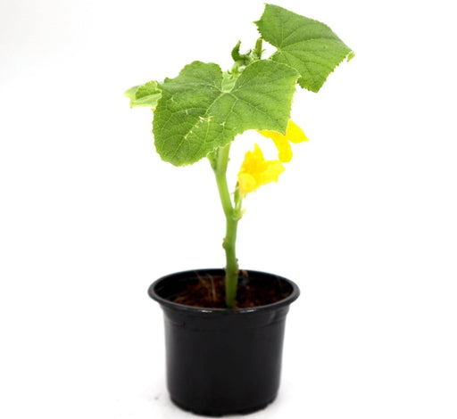 Cucumber Plant "Organic" 9cm Pot - Greensouq - 