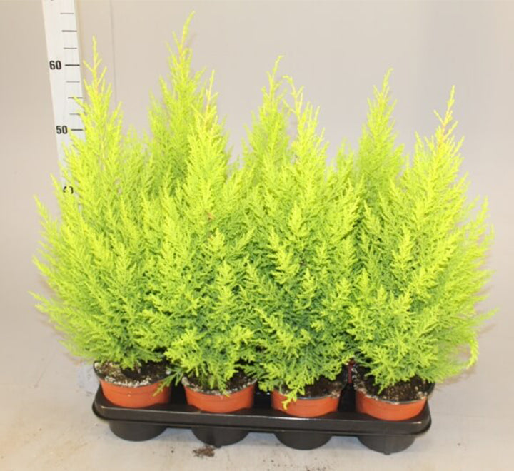 Cupressus macrocarpa, Goldcrest Wilma, Lemon Cyperus 60 – 80cm height