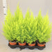 Cupressus macrocarpa, Goldcrest Wilma, Lemon Cyperus 60 – 80cm height