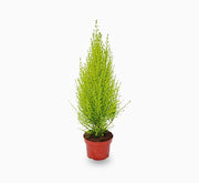 Cupressus Macrocarpa, Goldcrest Wilma, Lemon Cyperus - Greensouq - 