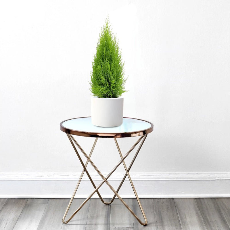 Cupressus Macrocarpa, Goldcrest Wilma, Lemon Cyperus - Greensouq - 