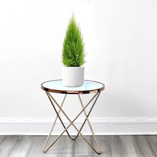Cupressus Macrocarpa, Goldcrest Wilma, Lemon Cyperus - Greensouq - 