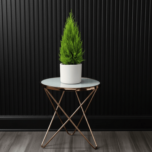 Cupressus Macrocarpa, Goldcrest Wilma, Lemon Cyperus - Greensouq - 