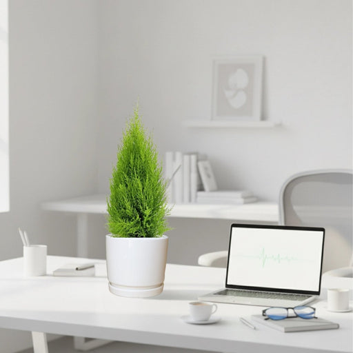 Cupressus Macrocarpa, Goldcrest Wilma, Lemon Cyperus in Ceramic Pot - Greensouq - 