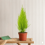 Cupressus Macrocarpa Holland Indoor | Dubai's Evergreen Coniferous Plant! 30 - 40cm - Greensouq - 