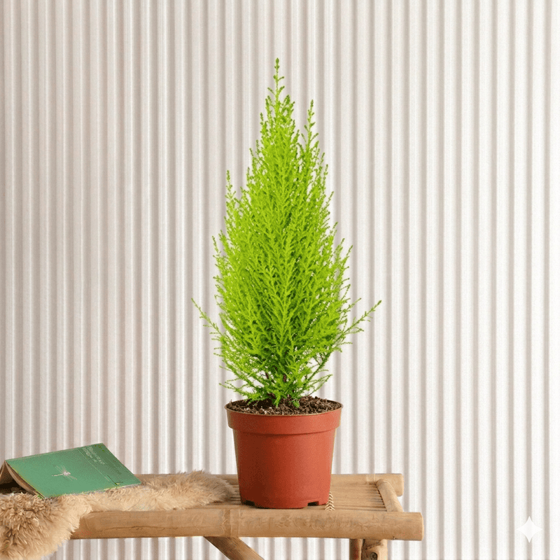 Cupressus Macrocarpa Holland Indoor | Dubai's Evergreen Coniferous Plant! 30 - 40cm - Greensouq - 