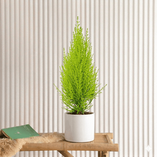 Cupressus Macrocarpa Holland Indoor | Dubai's Evergreen Coniferous Plant! 30 - 40cm - Greensouq - 