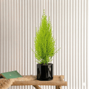 Cupressus Macrocarpa Holland Indoor | Dubai's Evergreen Coniferous Plant! 30 - 40cm - Greensouq - 